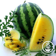 Watermelon Seeds - Yellow Petite