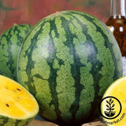 Watermelon Seeds - Icebox - Yellow Gem Sweet