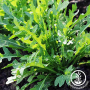 Wild Arugula - Herb Seeds