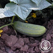 Cucumber Seeds - Pickling - Wisconsin SMR