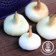 Onion Seeds - Short - Borettana Yellow Cipollini