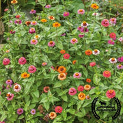 Zinnia Seeds - Thumbelina Mix - Organic