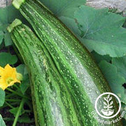 Zucchini Seeds - Caserta