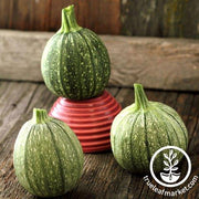 Zucchini Seeds - Round